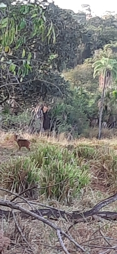 Southern Brown Brocket