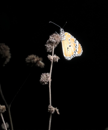 Plain Tiger Butterfly