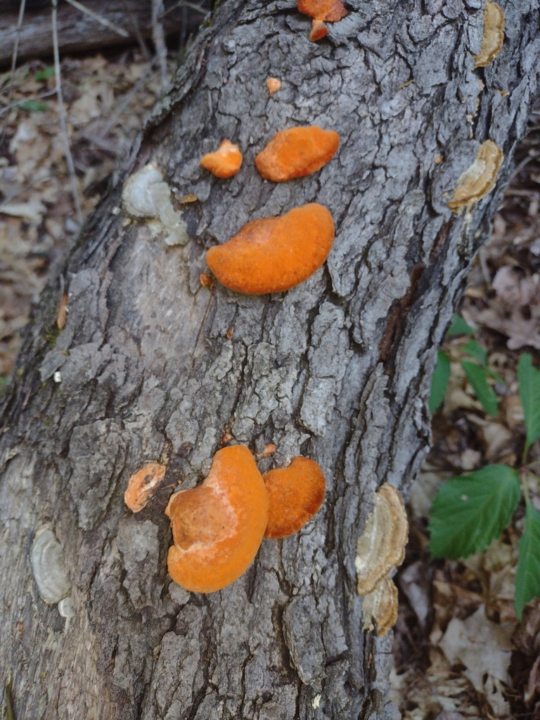 Northern Cinnabar Polypore · June 2026 · photo: Photo: (c) Cecil Smith, some rights reserved (CC BY) · iNaturalist