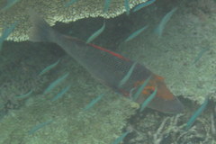 Lethrinus miniatus