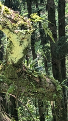 Bulbophyllum pectinatum