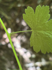 Ribes divaricatum, photograph (c) Chline River, some rights reserved (CC BY)