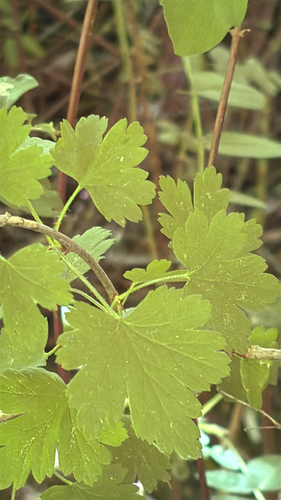 Ribes divaricatum, photograph 4