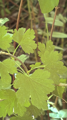 (c) Chline River, some rights reserved (CC BY) Ribes divaricatum, photograph (c) Chline River, some rights reserved (CC BY)