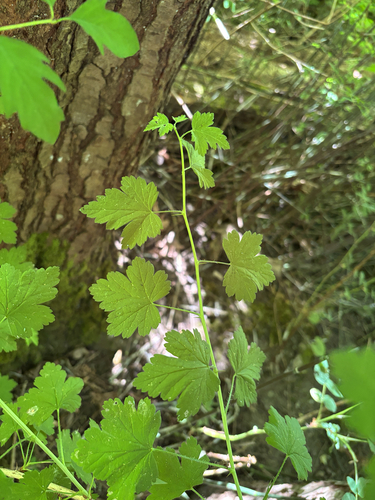 Ribes divaricatum, photograph 5
