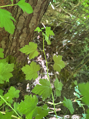 (c) Chline River, some rights reserved (CC BY) Ribes divaricatum, photograph (c) Chline River, some rights reserved (CC BY)