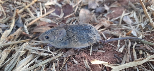 delicate vesper mouse