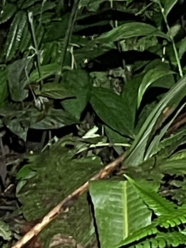 Posada Glass Frog, Nymphargus posadae