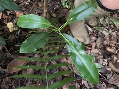 Sapium laurocerasus