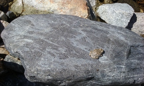 iNaturalist observation photo of California Tree Frog