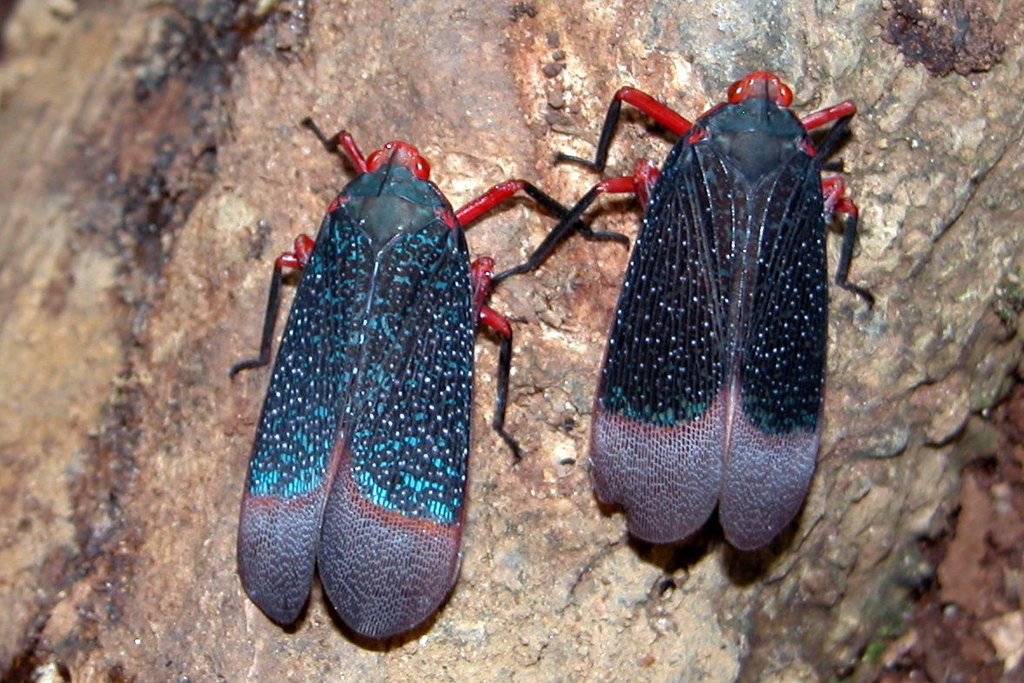 Ladhani Insect Kalidasa lanata from Shendurney Wild life division, Thenmala, 691308 ...