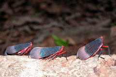 Kalidasa lanata