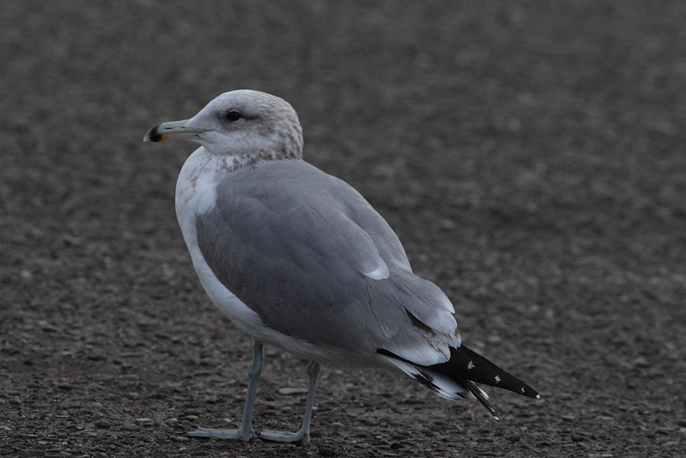 California Gull (More Mesa Bird Guide) · iNaturalist NZ