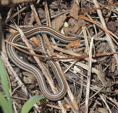 Thamnophis sirtalis tetrataenia