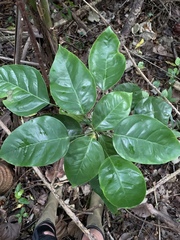 Dendropanax arboreus