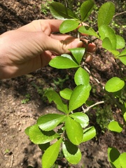 Crataegus berberifolia