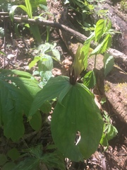 Trillium viridescens