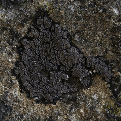 Miriquidica scotopholis