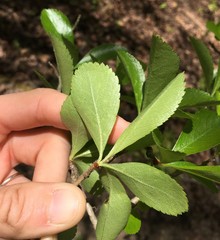 Crataegus berberifolia