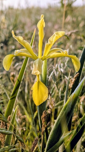Iris halophila