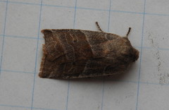 Eupsilia devia