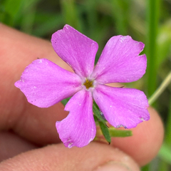 Phlox cuspidata, photograph (c) Aubrey French, some rights reserved (CC BY)