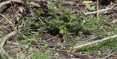 Thamnophis sirtalis tetrataenia