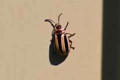Kuschelina miniata