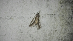 Euscirrhopterus poeyi