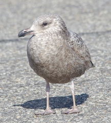 Larus argentatus smithsonianus
