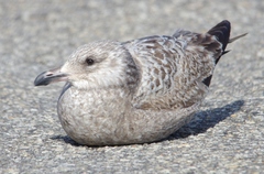 Larus argentatus smithsonianus