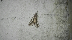 Euscirrhopterus poeyi