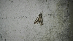 Euscirrhopterus poeyi