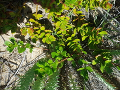 Stackhousia spathulata