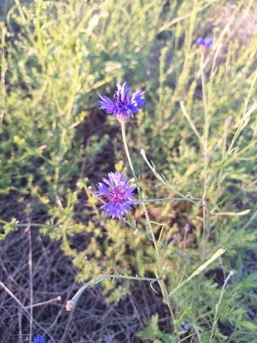 Cornflower