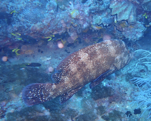 Cephalopholis sonnerati observed 2026-06-04