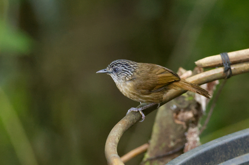 Macronus striaticeps observed 2026-03-21