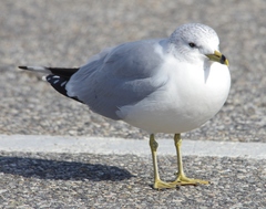 Larus delawarensis