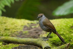 Bagobo Babbler photo 1