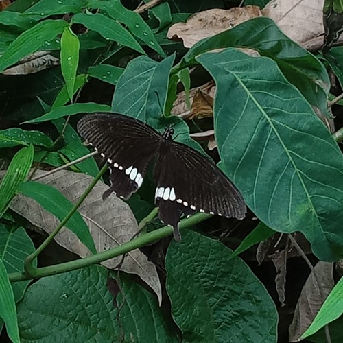 Common Mormon Swallowtail