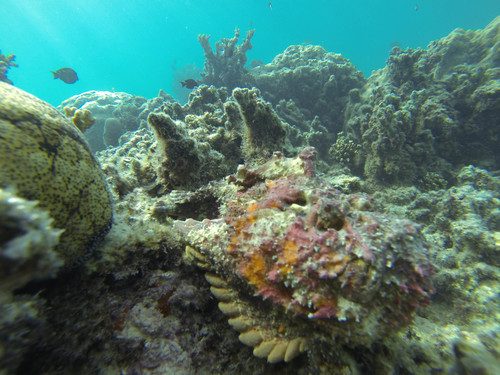 Synanceia verrucosa
