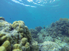Porites lobata