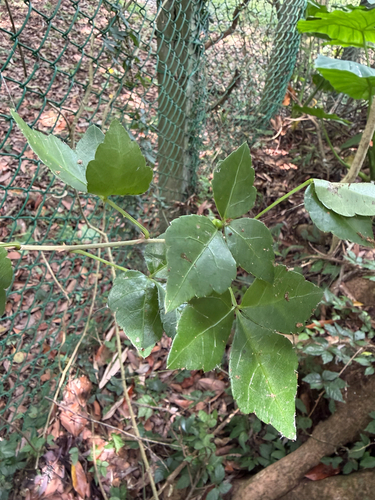 Eleutherococcus trifoliatus, photograph 4