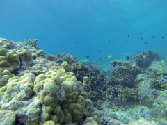 Porites lobata