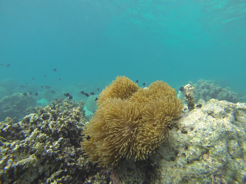 Pycnochromis margaritifer
