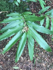 Alpinia arctiflora