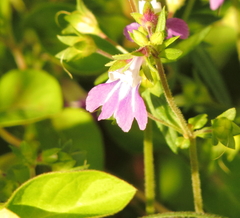 Collinsia violacea