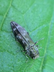 Agrilus lecontei