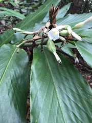 Alpinia arctiflora