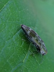 Agrilus lecontei